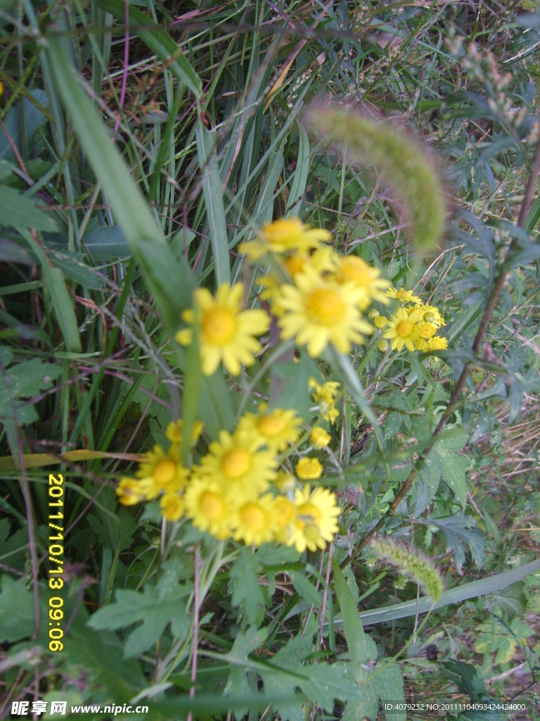 黄色野菊花