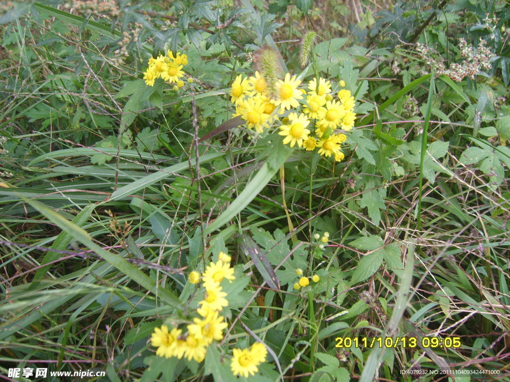 黄色野菊花
