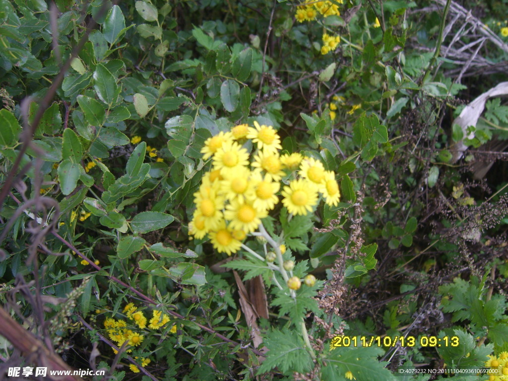 黄色野菊花