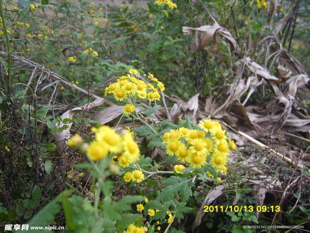 黄色野菊花