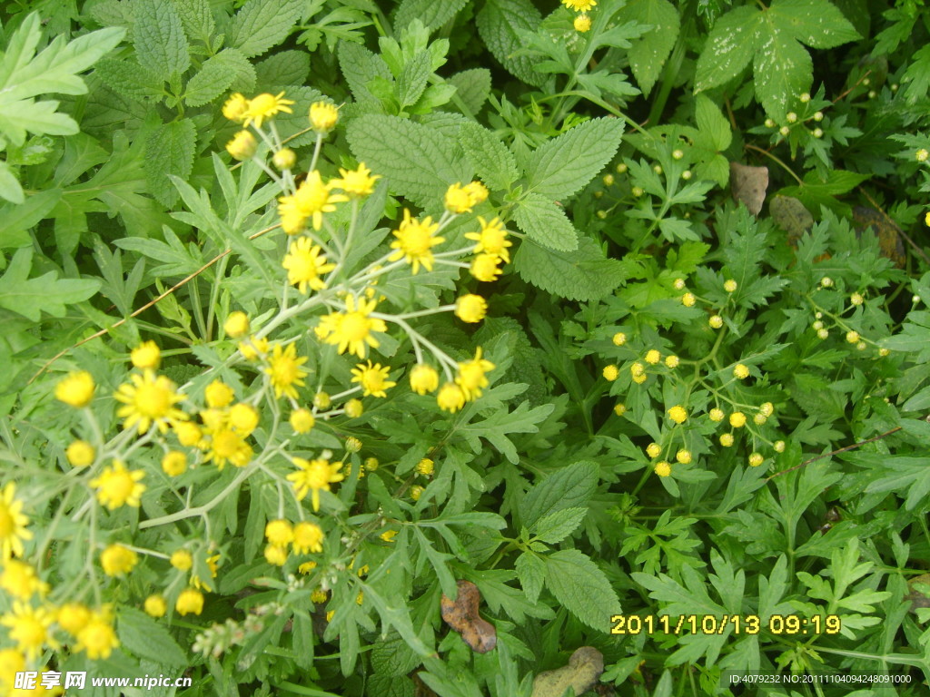 黄色野菊花