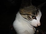 猫咪