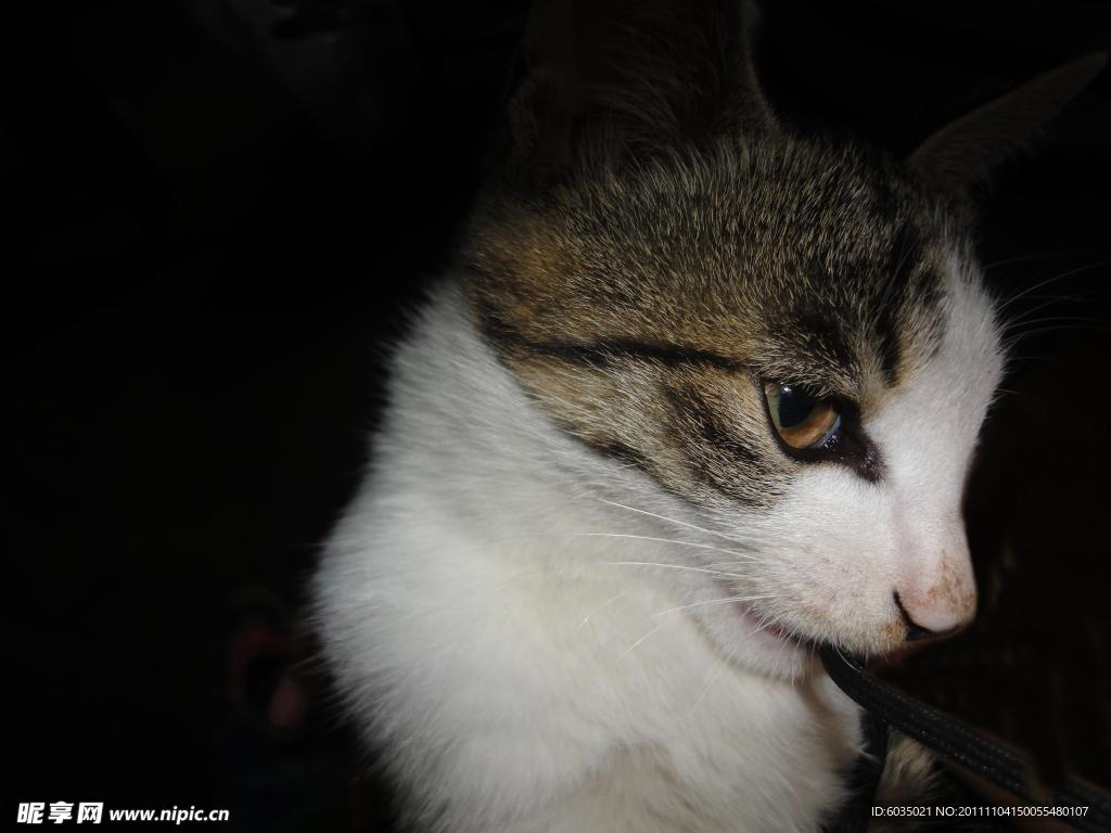 猫咪