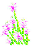 花卉