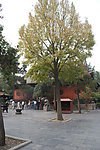 靓丽风景