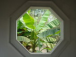 香蕉树