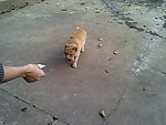 可爱的猫