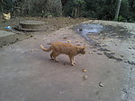 可爱的猫
