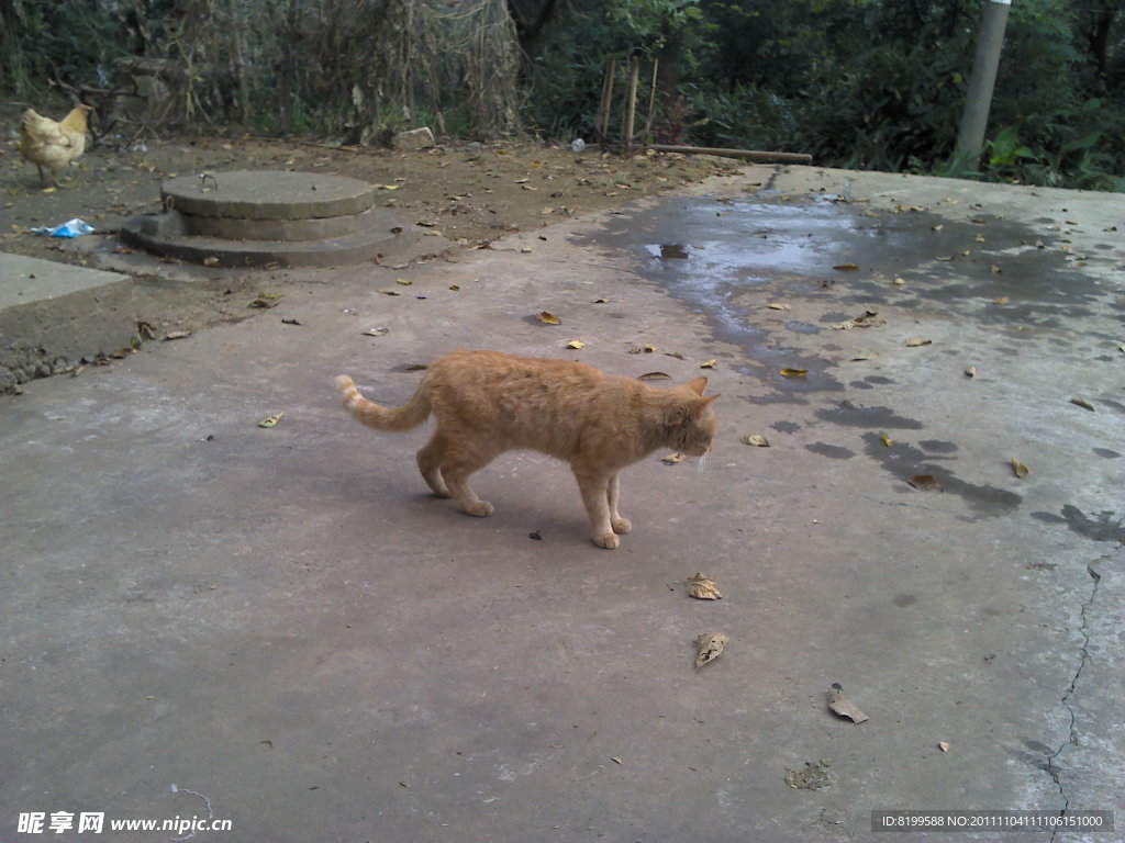 可爱的猫