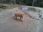 一只黄猫