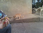 可爱的猫