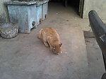 可爱的猫
