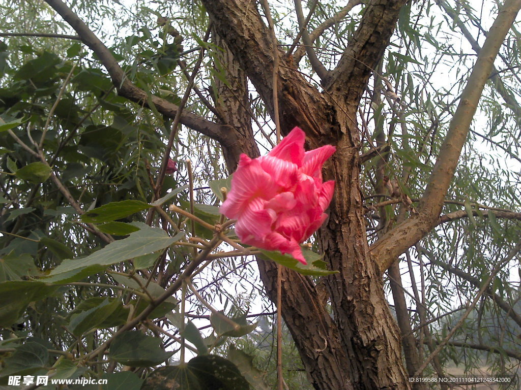 一朵花
