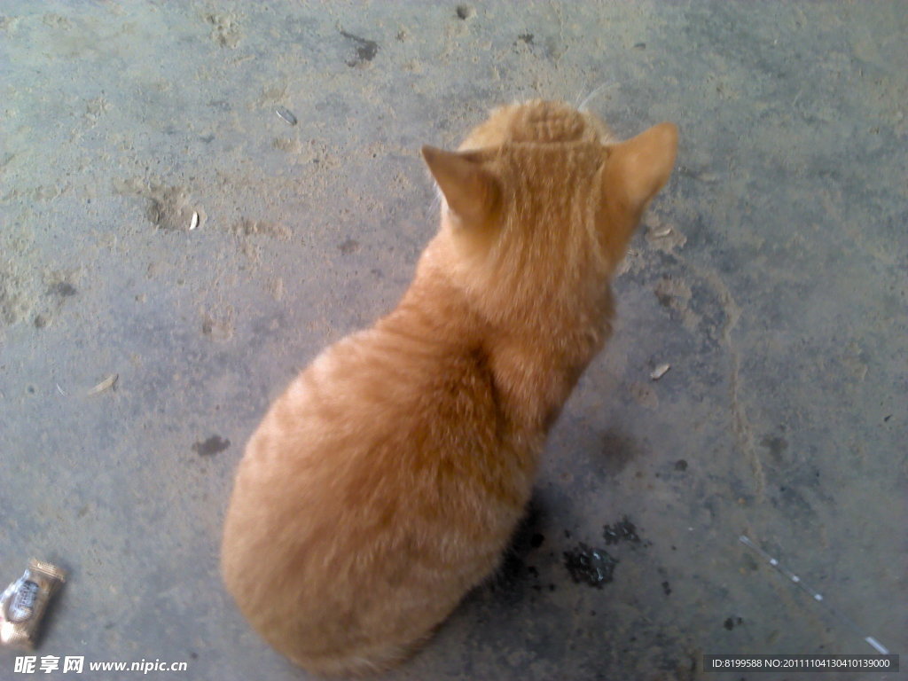 可爱的猫