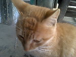 可爱的猫