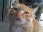 可爱的猫