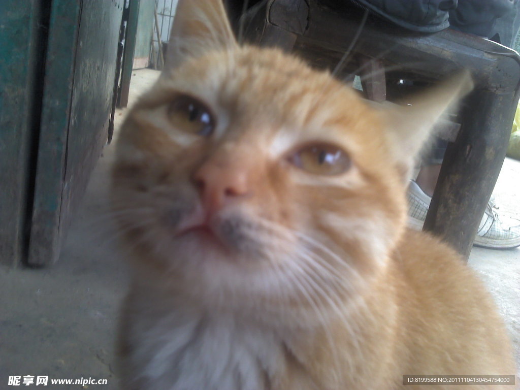 可爱的猫