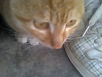 可爱的猫