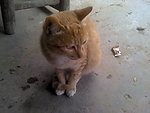 可爱的猫