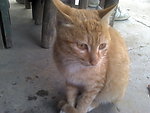 可爱的猫