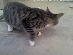 可爱的猫