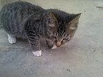 可爱的猫