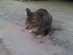 可爱的猫