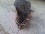 可爱的猫