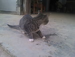 可爱的猫