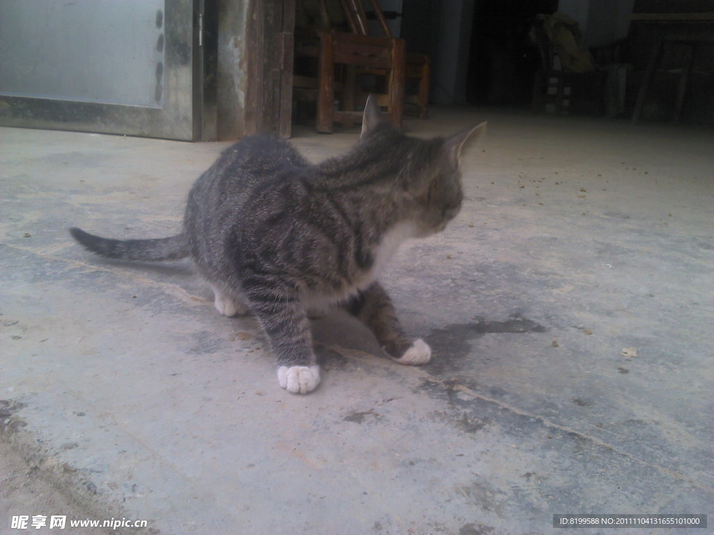 可爱的猫