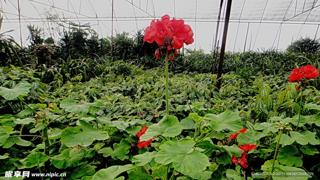 红花