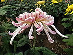 粉菊 美人色