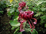 紫菊