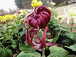 紫菊