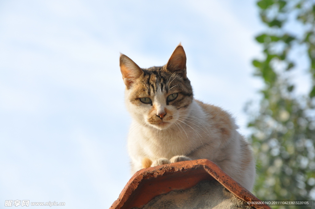 小猫的眼神