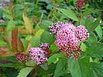 黄山野花