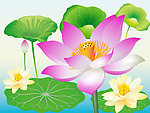 高清荷花