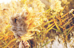 芦苇