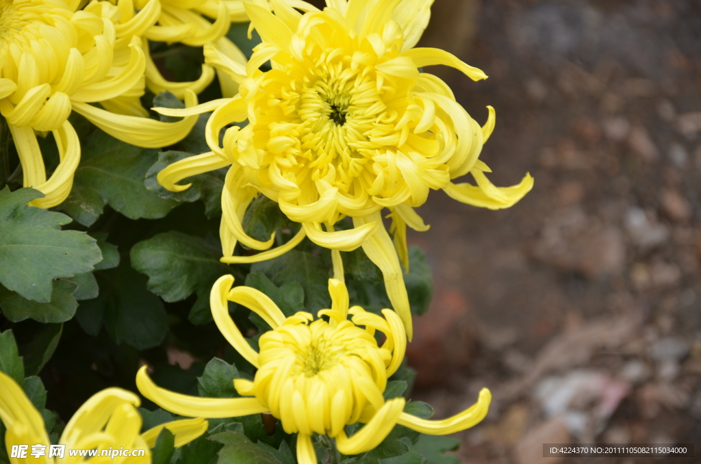 菊花