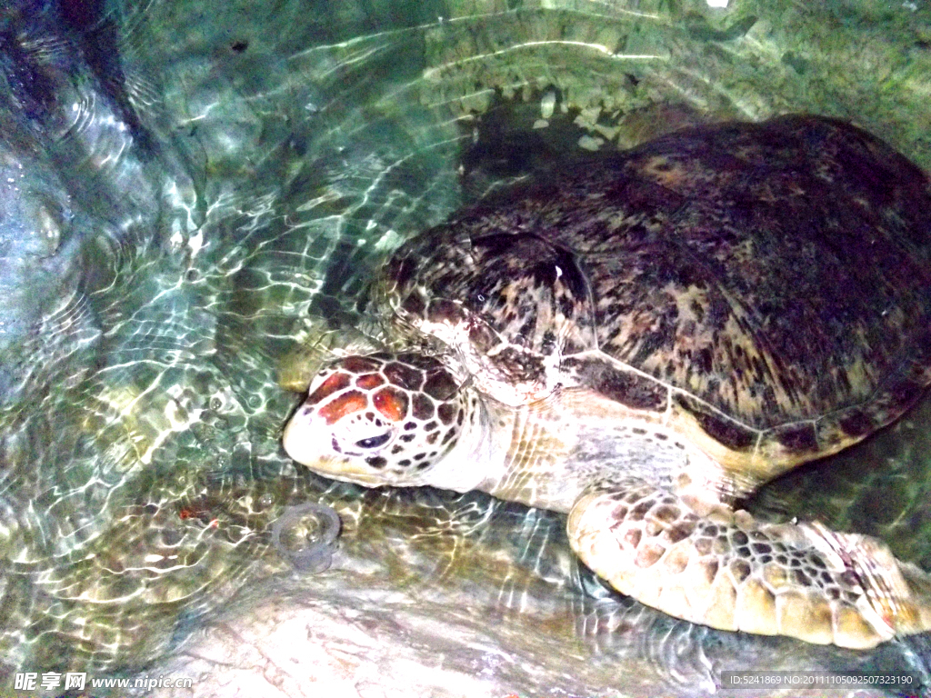 宁波海洋世界海龟