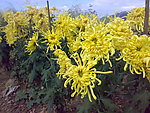 黄菊花