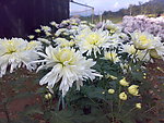白菊花