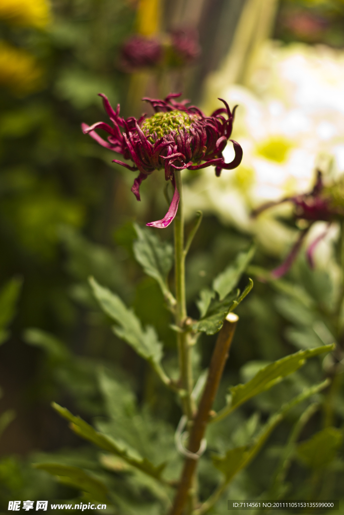 菊花
