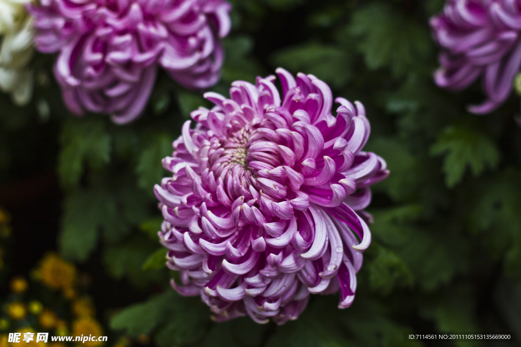 菊花