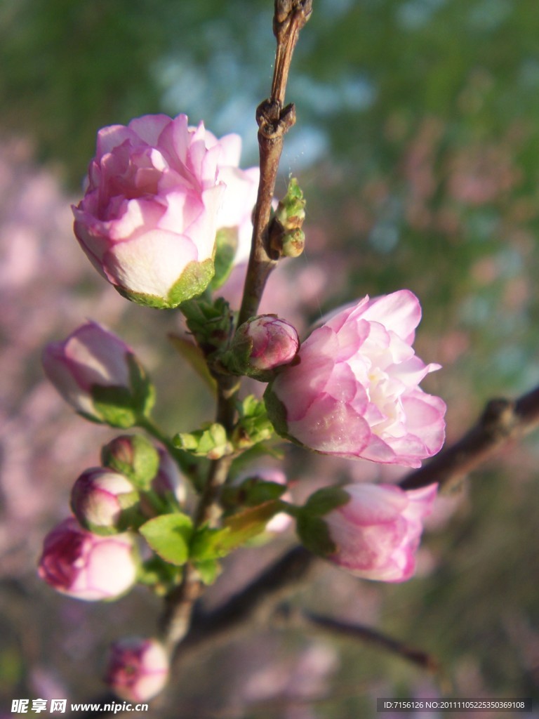 樱花