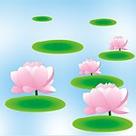 荷花