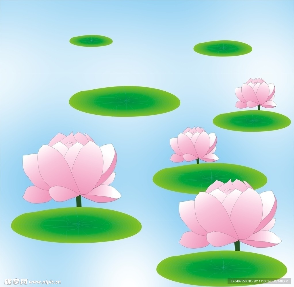 荷花