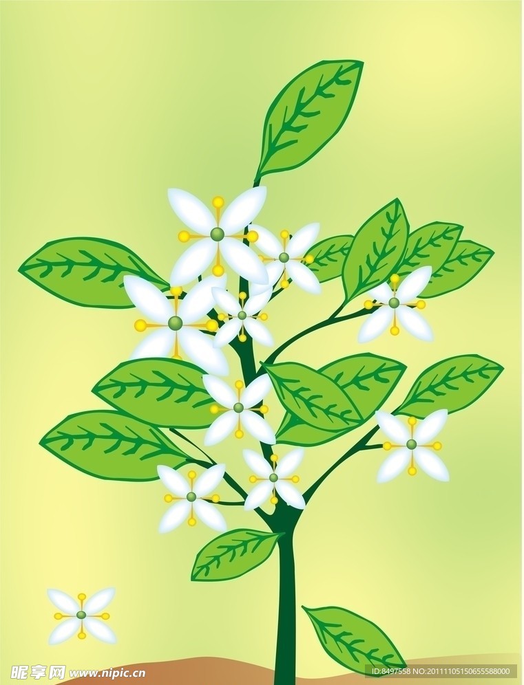 花卉素材