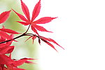 红叶