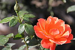 月季花